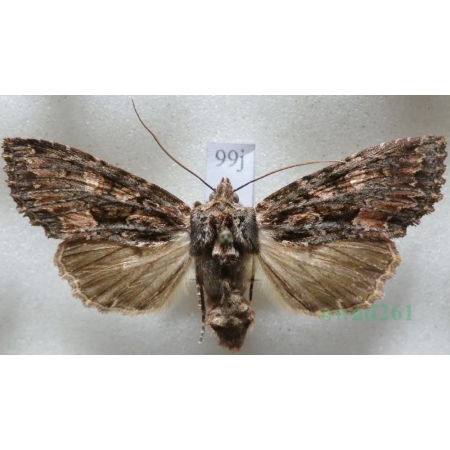 Mniotype satura (Denis & Schiffermüller, 1775) Nocnica ciemnica Czech99j